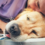 Cancer hos hund: så upptäcker du farliga knölar